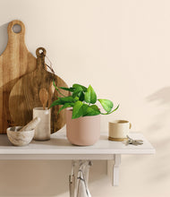 Load image into Gallery viewer, Sandy Pink