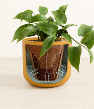 Load image into Gallery viewer, Sunset Orange