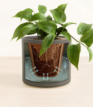 Load image into Gallery viewer, Dark Olive stand:all