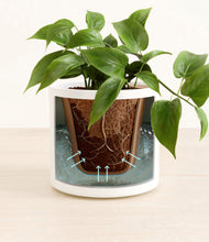 Load image into Gallery viewer, White stand:all