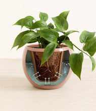 Load image into Gallery viewer, Calm Rose stand:all