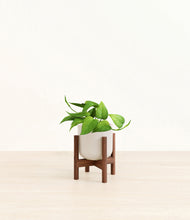 Load image into Gallery viewer, Snowdrift White stand:walnut