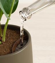 Load image into Gallery viewer, Olive stand:all