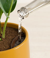 Load image into Gallery viewer, Mustard stand:all