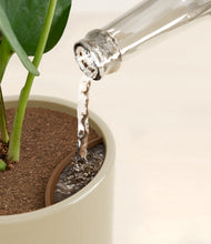 Load image into Gallery viewer, Sage Green stand:all