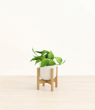 Load image into Gallery viewer, Cotton White stand:bamboo