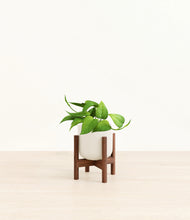 Load image into Gallery viewer, Cotton White stand:walnut