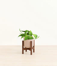 Load image into Gallery viewer, Sandy Pink stand:walnut