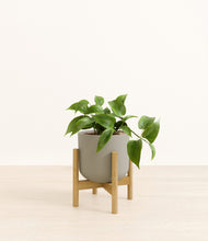 Load image into Gallery viewer, Sage Green stand:bamboo