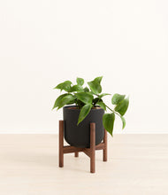 Load image into Gallery viewer, Stone Black stand:walnut