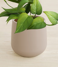 Load image into Gallery viewer, Eternal Gray stand:all