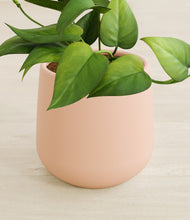 Load image into Gallery viewer, Gentle Pink stand:all