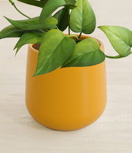 Load image into Gallery viewer, Mustard stand:all