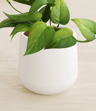 Load image into Gallery viewer, White stand:all