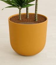 Load image into Gallery viewer, Sunset Orange stand:all