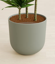 Load image into Gallery viewer, Sage Green stand:all