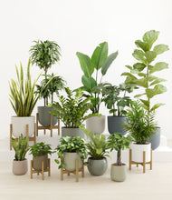 Load image into Gallery viewer, Countryside stand:five_stands