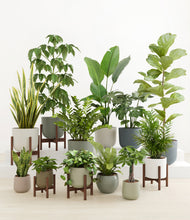 Load image into Gallery viewer, Countryside stand:five_stands