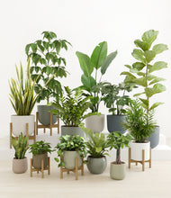 Load image into Gallery viewer, Jaw-Dropping Jungle