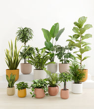 Load image into Gallery viewer, Evening Sky*****Profile