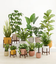 Load image into Gallery viewer, Evening Sky stand:five_stands