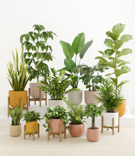 Load image into Gallery viewer, Evening Sky stand:five_stands