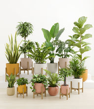 Load image into Gallery viewer, Evening Sky stand:eight_stands