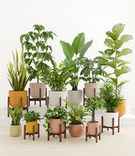 Load image into Gallery viewer, Evening Sky stand:eight_stands