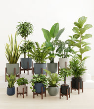 Load image into Gallery viewer, Deep Forest stand:eight_stands