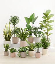 Load image into Gallery viewer, Sandy*****Profile