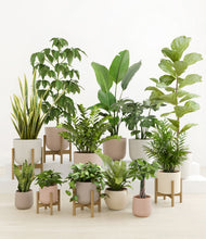 Load image into Gallery viewer, Sandy stand:five_stands