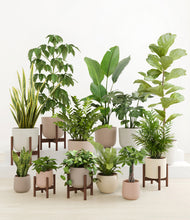 Load image into Gallery viewer, Sandy stand:five_stands