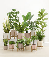 Load image into Gallery viewer, Sandy stand:eight_stands