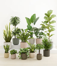 Load image into Gallery viewer, Woodland*****Profile