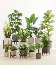 Load image into Gallery viewer, Woodland stand:five_stands