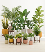 Load image into Gallery viewer, -