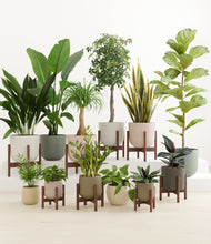 Load image into Gallery viewer, Woodland stand:eight_stands