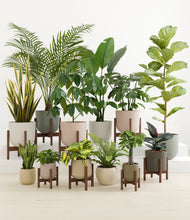Load image into Gallery viewer, Woodland stand:eight_stands