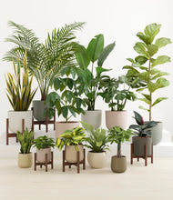 Load image into Gallery viewer, Woodland stand:five_stands