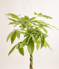 Load image into Gallery viewer, ALL