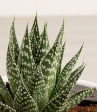 Load image into Gallery viewer, ALL