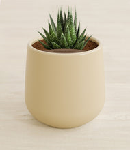 Load image into Gallery viewer, Almond Green stand:all