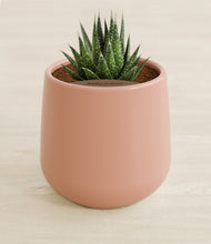 Load image into Gallery viewer, Calm Rose stand:all