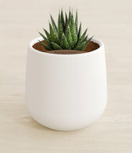 Load image into Gallery viewer, White stand:all