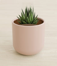 Load image into Gallery viewer, Sandy Pink stand:all