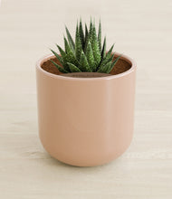 Load image into Gallery viewer, Glossy Pink stand:all