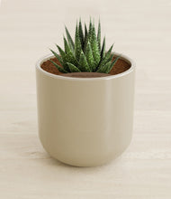 Load image into Gallery viewer, Sage Green stand:all