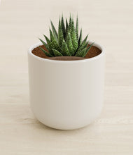 Load image into Gallery viewer, Cotton White stand:all