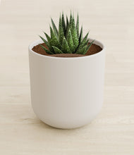 Load image into Gallery viewer, Natural Bamboo stand:all