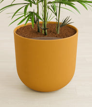 Load image into Gallery viewer, Sunset Orange stand:all